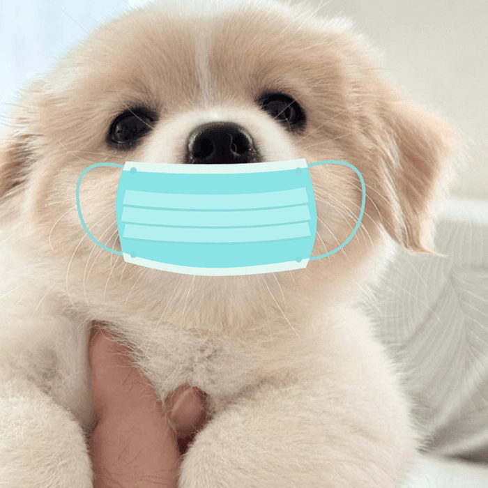 Ảnh chó đeo khẩu trang siêu chất