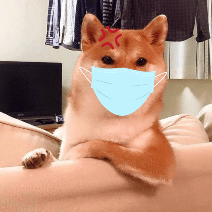 Ảnh hài chó đeo khẩu trang 