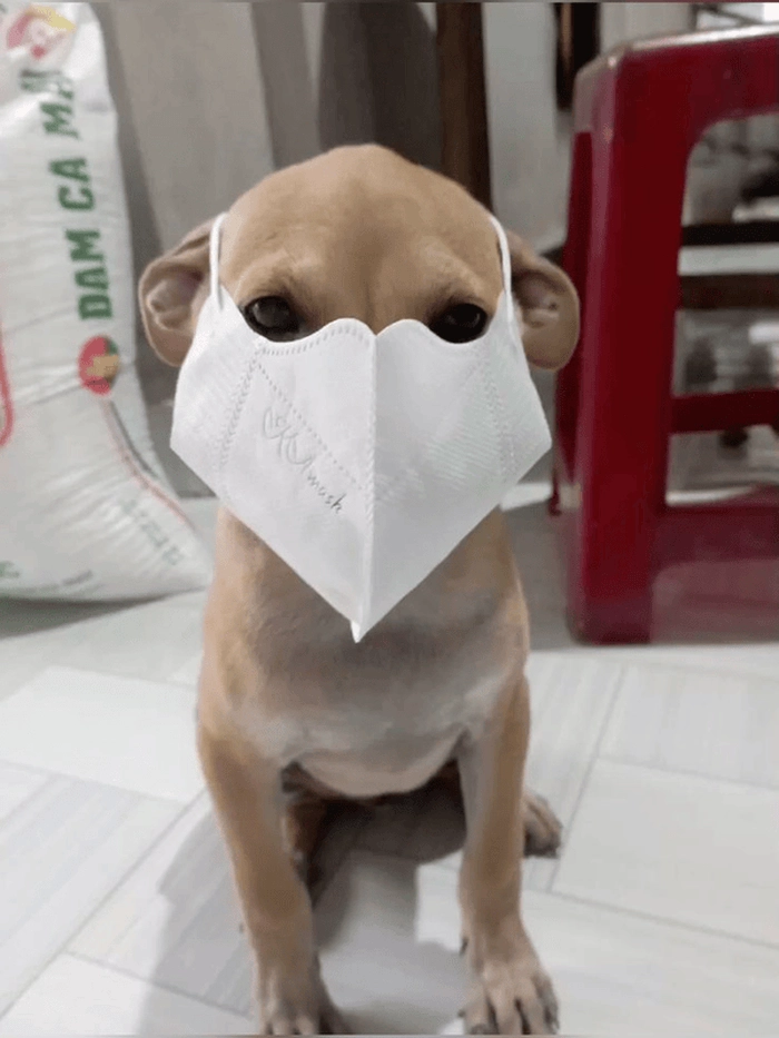 Meme con chó đeo khẩu trang cute 