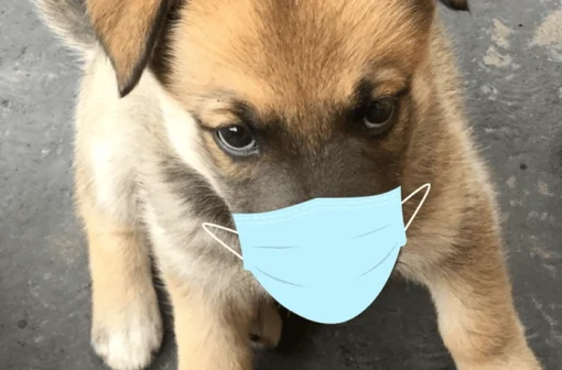 Tổng hợp 169+ meme chó đeo khẩu trang hài hước nhất
