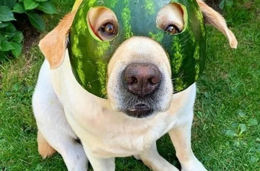 Top 150+ meme chó đeo mặt nạ khiến mạng xã hội phát sốt