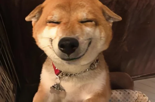 Top 129+ meme chó hài hước, ngáo ngơ, bá đạo nhất hiện nay