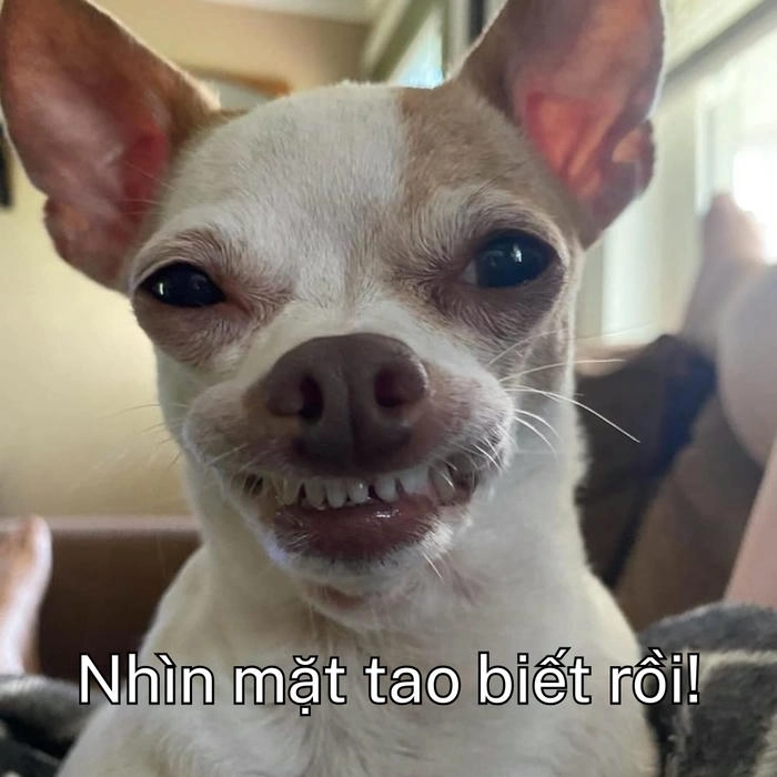 meme chó khinh bỉ hài hước 
