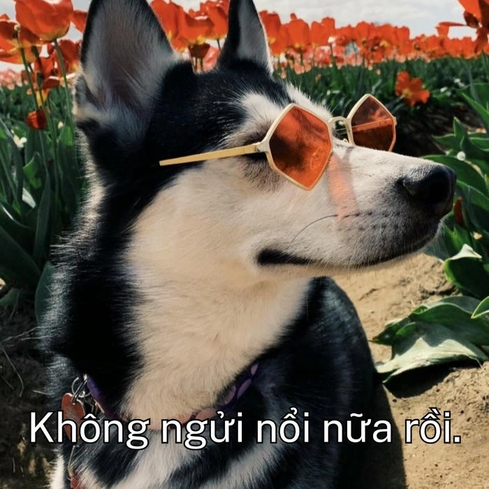 ảnh chó khinh người meme 
