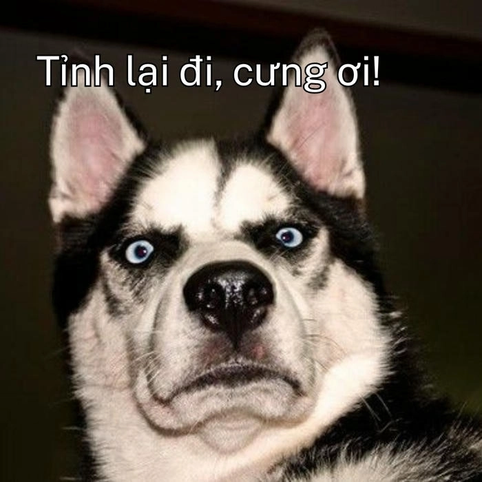 meme chó khinh bỉ cười 