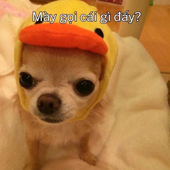 meme con chó khinh bỉ mới 
