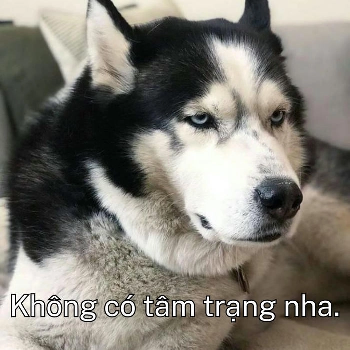 ảnh chó khinh người ngầu 