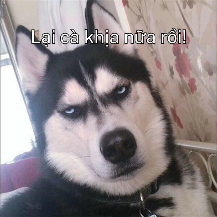 meme chó khinh bỉ ngắn 