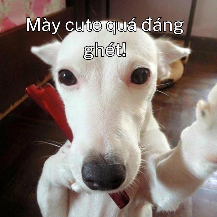 ảnh chó khinh người chế 