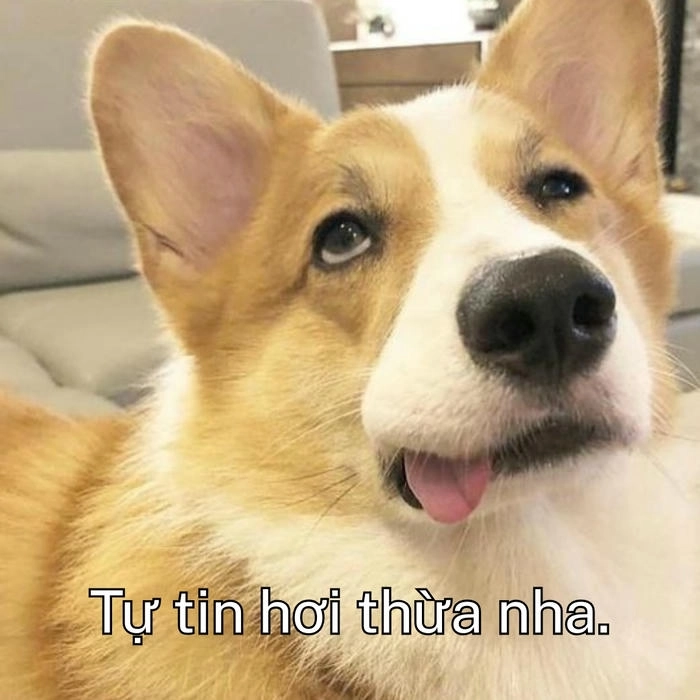 meme con chó khinh bỉ ấn tượng 