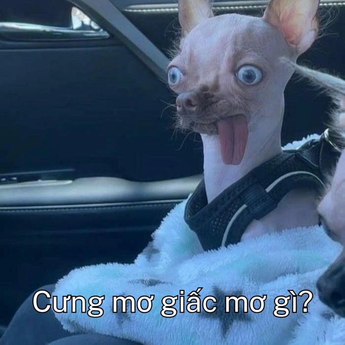 ảnh meme chó khinh bỉ đẹp 