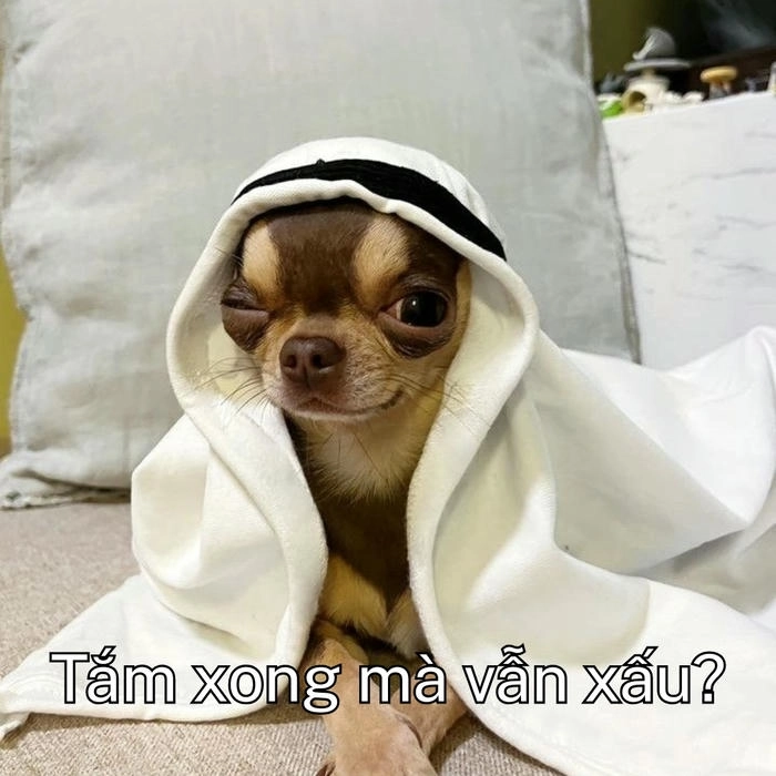 meme chó khinh bỉ dễ thương 