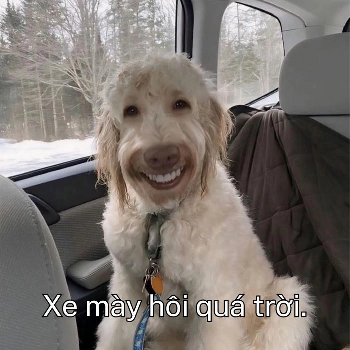 meme chó khinh bỉ cực hài 