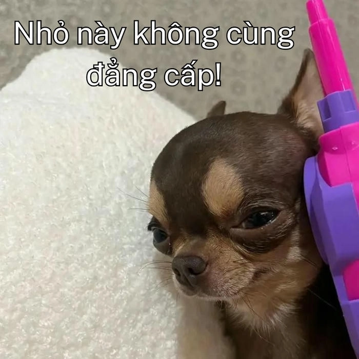 meme con chó khinh bỉ chất 