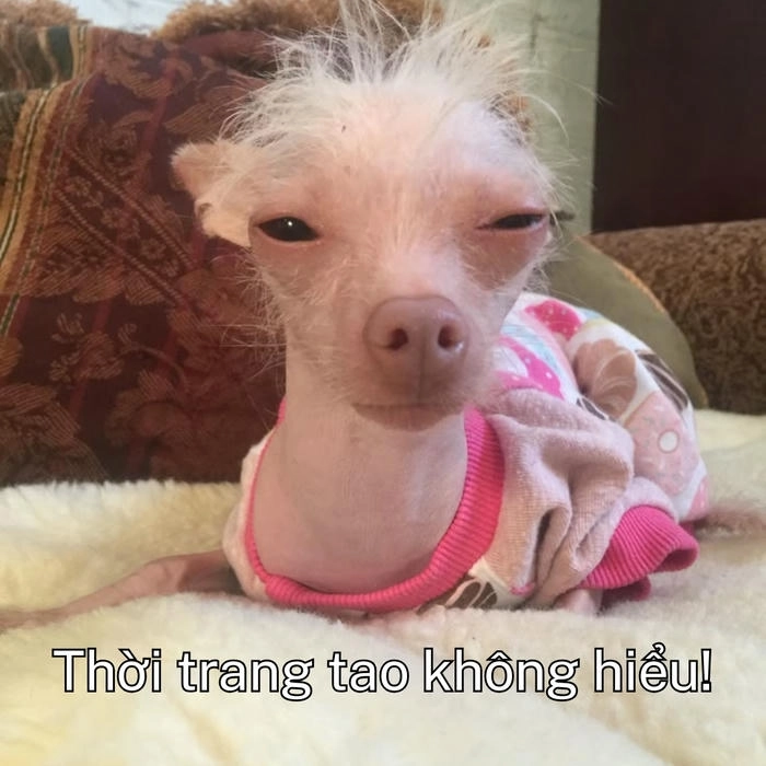 ảnh chó khinh người bá đạo 