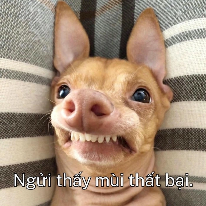meme chó khinh bỉ troll bạn bè 