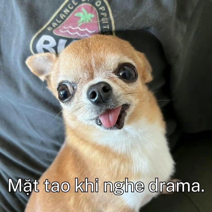 ảnh chó khinh người chất chơi 