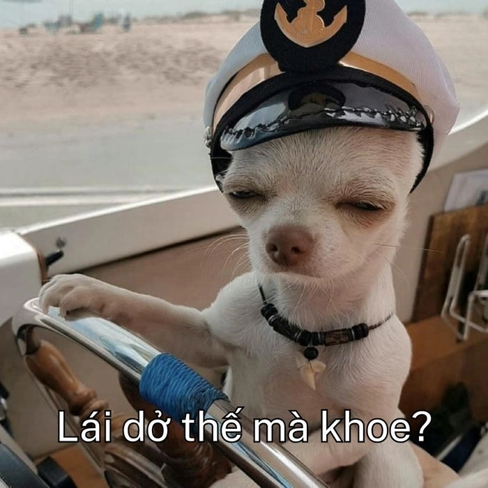 meme con chó khinh bỉ gây cười 