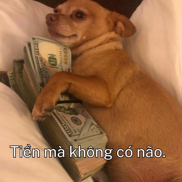meme con chó khinh bỉ ngầu 