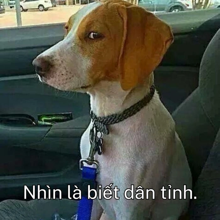 meme con chó khinh bỉ chế 