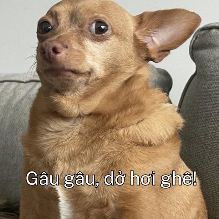 ảnh chó khinh người độc 