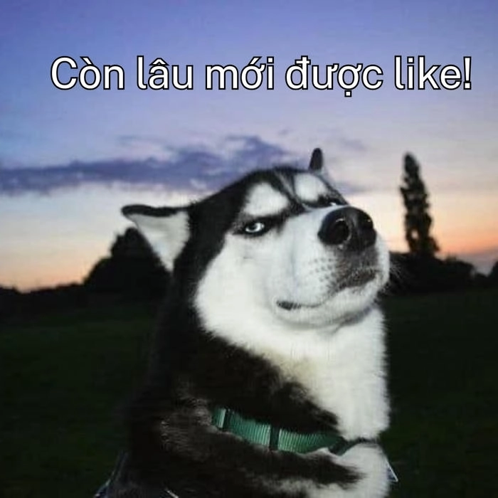 meme con chó khinh bỉ hot 