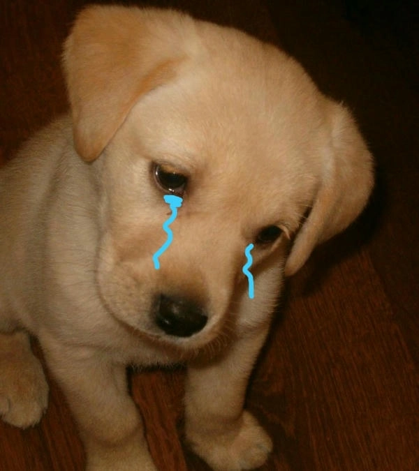 Con chó nhỏ khóc trong meme