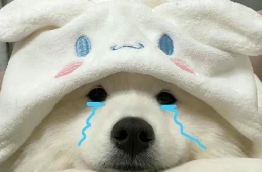 Cười xỉu với 145+ hình ảnh meme chó khóc cực kỳ hài hước