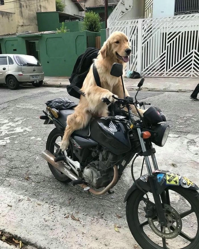 Hình ảnh chó lái xe meme 