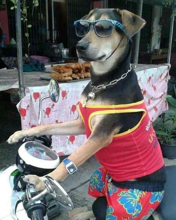 Hình meme chó đi xe bá đạo 