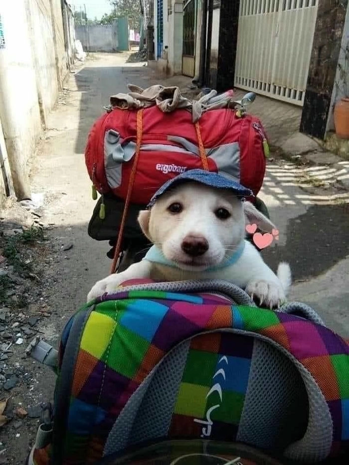 Meme chó chạy xe gây cười 