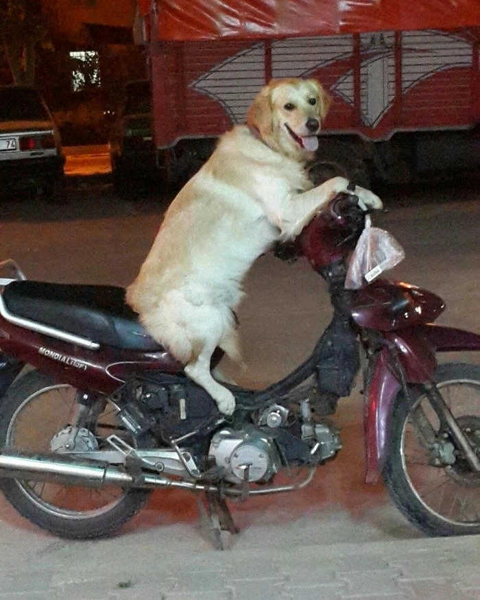 Meme chó đi xe siêu hài 