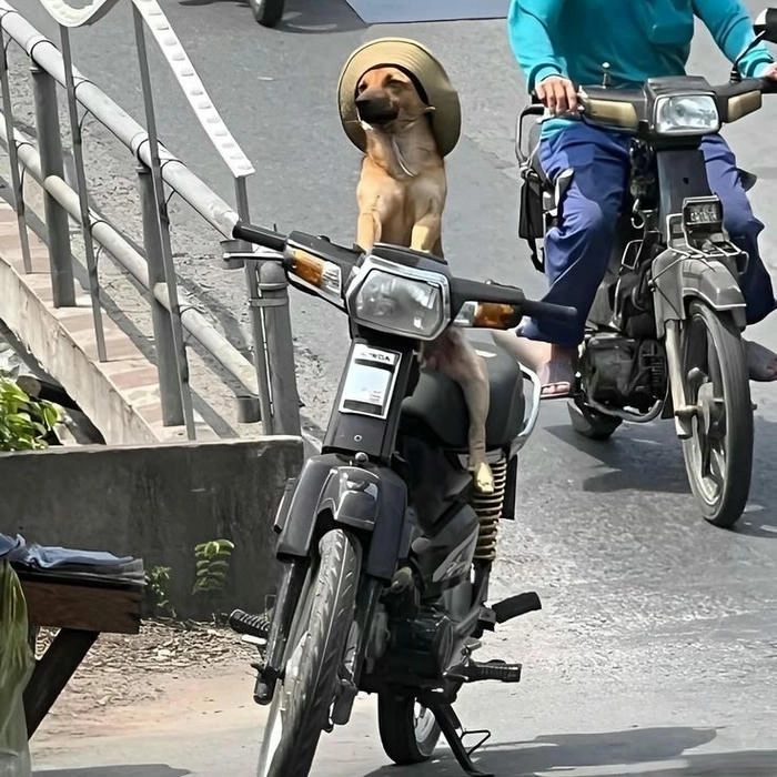 Hình ảnh chó chạy xe meme 