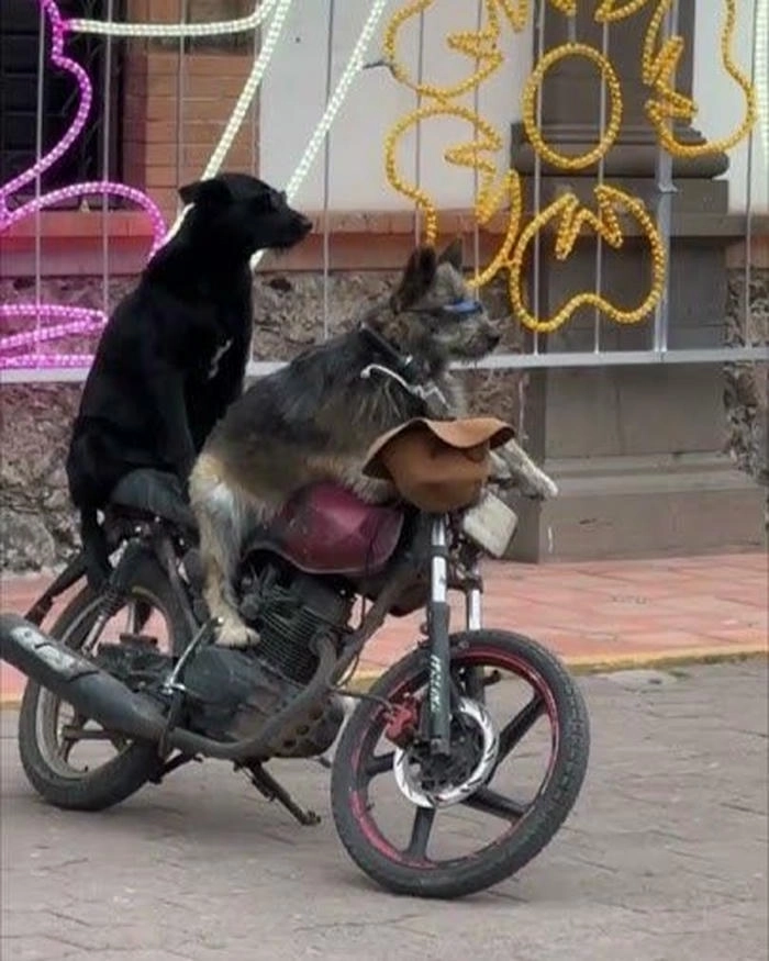 Meme chó ngồi xe máy chất chơi