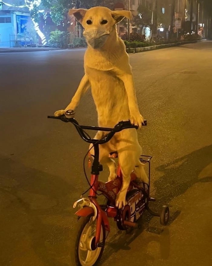 Meme con chó lái xe cưng xỉu