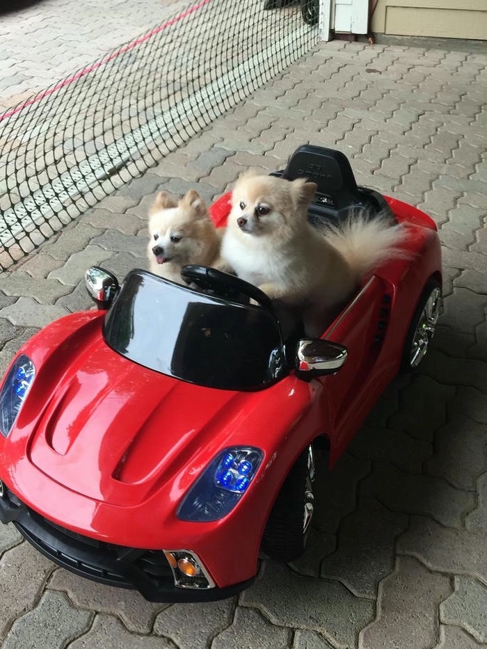 Meme chó chạy xe siêu ngầu