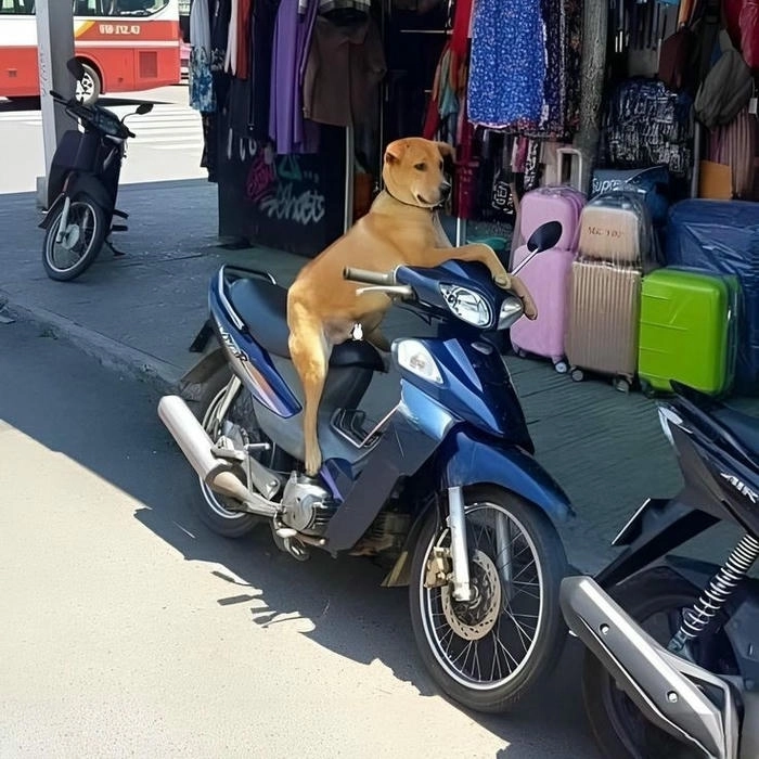 Hình chế chó lái xe chất 