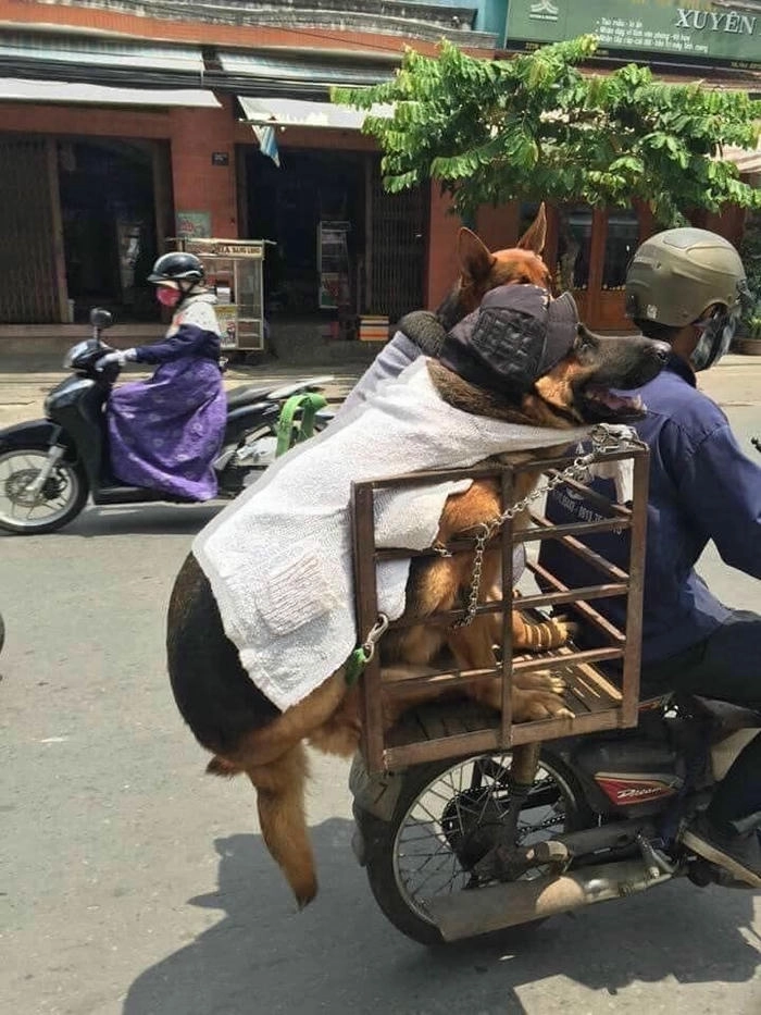 Meme chó phóng xe siêu nhanh 