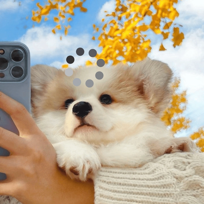 chó trắng meme loading cute 