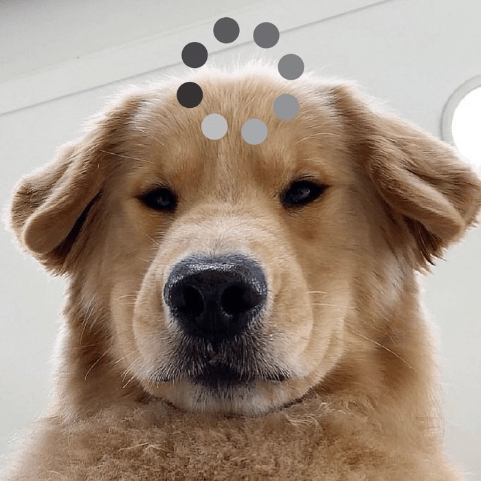 chó hài loading meme 