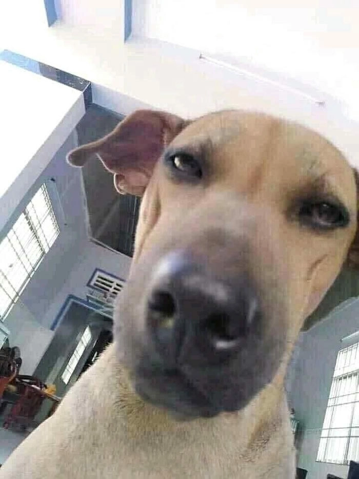 Meme chú chó liếc dễ thương 