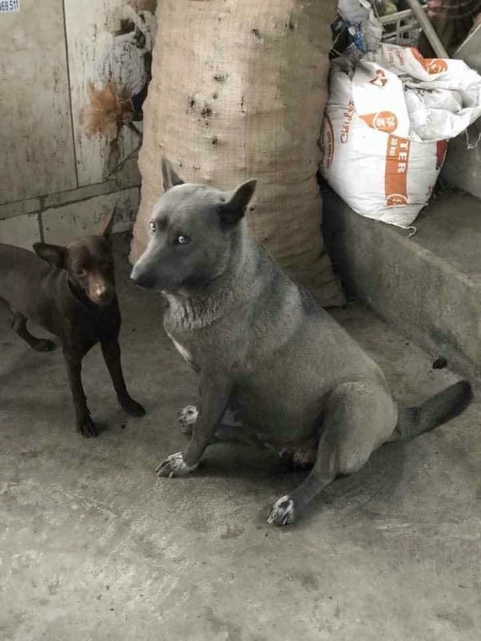 Meme chó lườm ánh mắt sắc 