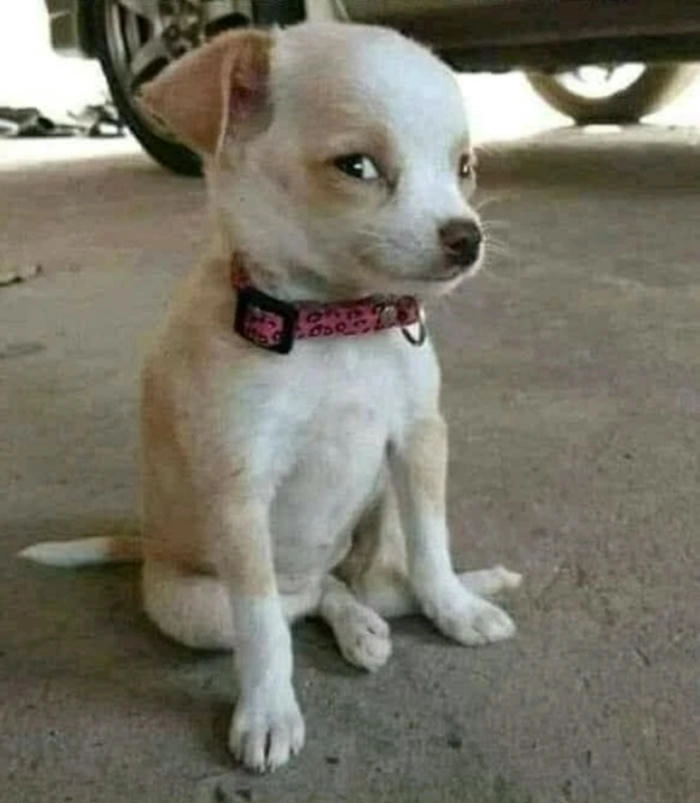 Ảnh meme chó lườm buồn cười 