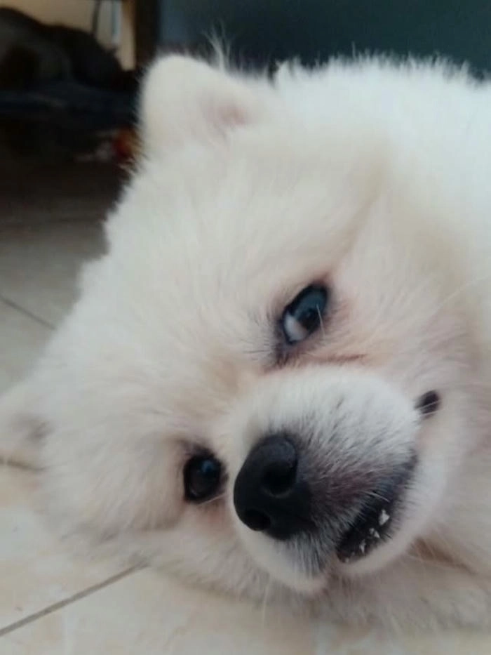 Meme chó lườm mặt khó chịu 