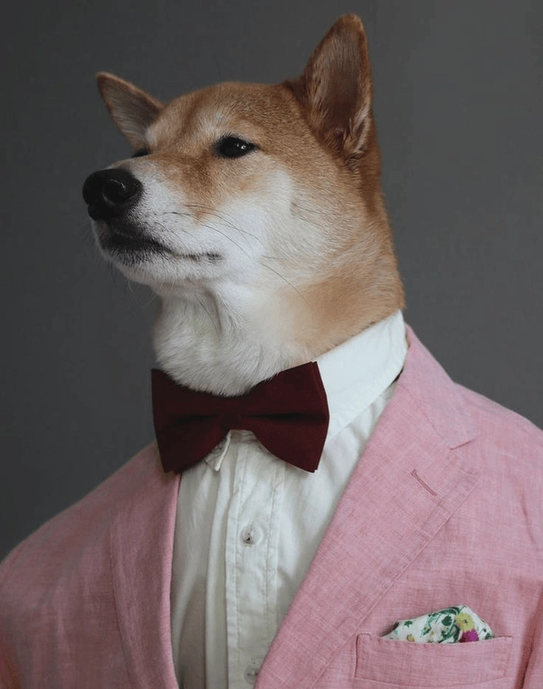 Meme chó mặc vest đang hot 
