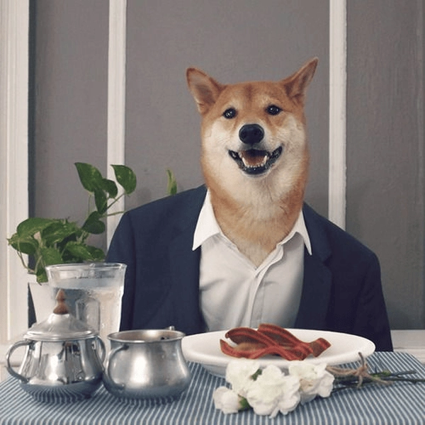 Chó meme mặc vest rất ngầu 