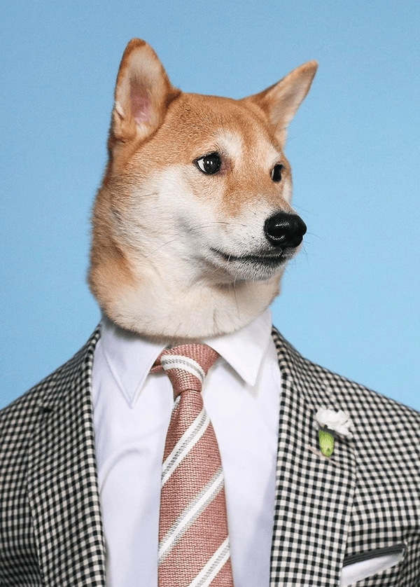 Hình ảnh chó vest ngộ nghĩnh 