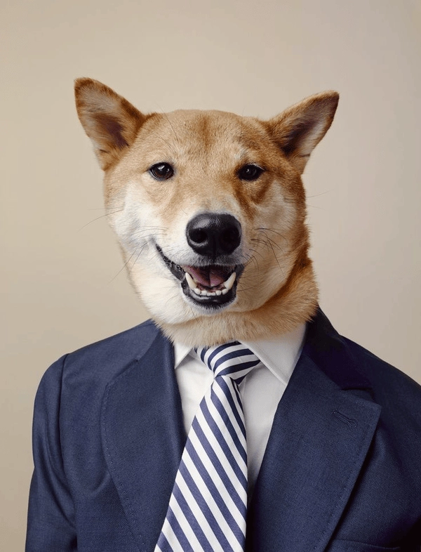 Meme chó diện vest sang chảnh 