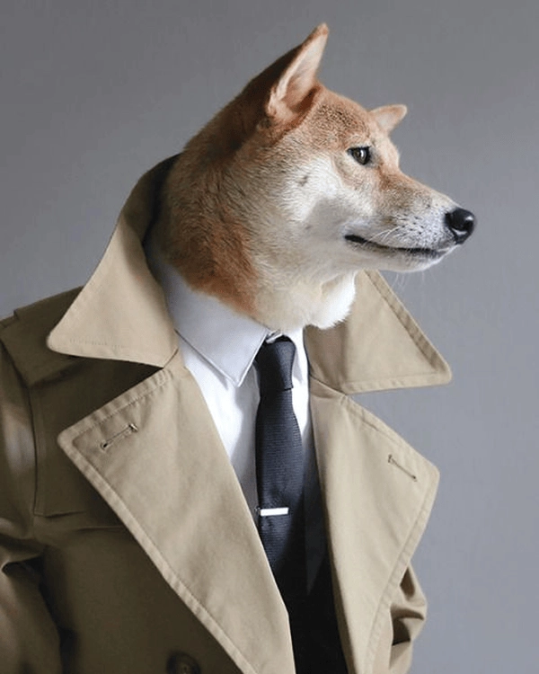 Meme chó mặc vest siêu hài 