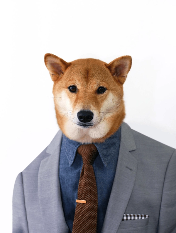 Chó mặc vest nhìn như boss 